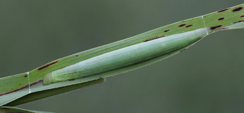 Ocola Skipper caterpillar